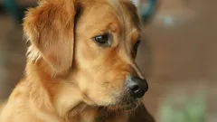 Golden Retriever Irkından Yeşil Tüylerle Doğan Benzersiz Yavru (Fotoğraf)
