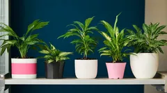 Neden Hidrojen Peroksit Ev Bitkileriniz İçin Mucizevi Bir Çözümdür?