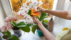 Orkidelerinize Sonbaharda Nasıl Bakmalısınız ki Gelecek Yıl Daha Göz Alıcı Çiçek Açsınlar?