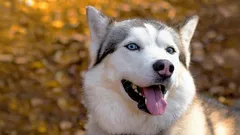 Eğitilemez denilen köpek ırkları gerçekten var mı?