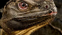 Biliyor musunuz? Dünyada Hâlâ Bir ‘Dinozor’ Yaşıyor ve Yakında Yok Olabilir