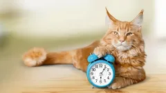 Kedinizi Sabahları Sizi Uyandırmaktan Nasıl Vazgeçirirsiniz? Bu Yöntemi Deneyin