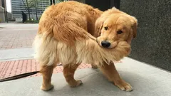 Köpekler neden kuyruklarını kovalar ve ne zaman endişelenmeliyiz