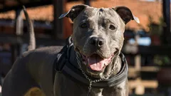 Köpeğin Yaşını İnsan Yıllarına Göre Doğru Hesaplama Yöntemi ve Neden Önemlidir