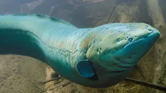 Elektrikli balıklar elektriği nasıl üretiyor: Genetik kökenler ve şaşırtıcı gerçekler