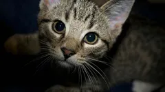 Evdeki minik bekçi: Kediniz aslında sizi nasıl koruyor