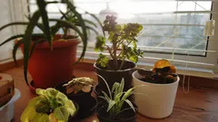 Evde Nem Nasıl Azaltılır? Küf ve Yoğuşmayla Savaşan Dört Etkili Bitki