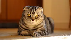 Evde bakımı en meşakkatli kedi cinsleri nelerdir