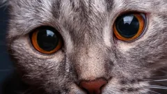 Kediler İnsanı Nasıl Görür: Evcilinizin Görüşü Hakkında Şaşırtıcı Gerçekler