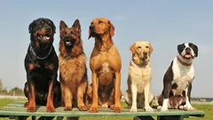 Bekçi Köpeği Sıralaması: Ev ve Daire Koruması İçin Mükemmel Irk Nasıl Seçilir?