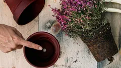 Bitki saksılarının altında delik olmasının asıl nedeni nedir, biliyor musunuz?